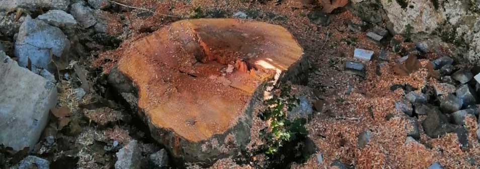 Abbattimento Alberi Storici Fiuggi